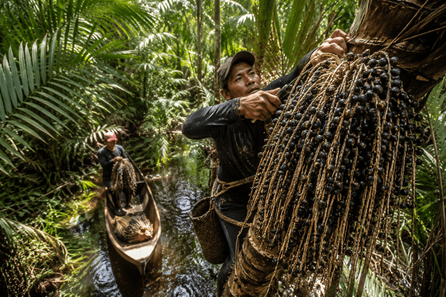 Açaí harvest in the Amazon